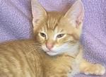 Symba Maine Coon Domestic Mix - Domestic Kitten For Sale - Hillsdale, MI, US