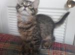 Mr Big Paws - Domestic Kitten For Sale - Arlington, MA, US