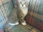 Little Miss polydactyl - Domestic Kitten For Sale - Arlington, MA, US