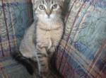 Miss Princess Polydactyl - Domestic Kitten For Sale - Arlington, MA, US