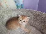 Bingo - Scottish Straight Kitten For Sale - Naperville, IL, US