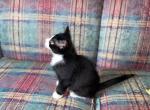 Mr Tuxedo - Domestic Kitten For Sale - Arlington, MA, US