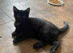 Miss Trouble - Polydactyl Kitten For Sale - Arlington, MA, US