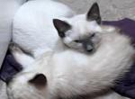 Blue Point SiameseManx Girl - Manx Kitten For Sale - Bryan, TX, US