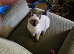 Tristan - Ragdoll Kitten For Sale - Overland Park, KS, US