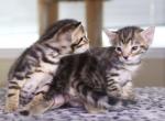 BENGAL BLUE KITTENS - Bengal Kitten For Sale - Houston, TX, US