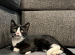 milo - Domestic Kitten For Sale - West Springfield, MA, US
