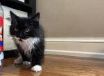 oscar - Domestic Kitten For Sale - 
