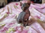 Elf female - Sphynx Kitten For Sale - Brooklyn, NY, US