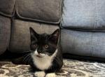 sadie - Domestic Kitten For Sale - 