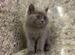 British Shorthair Blue  Male - British Shorthair Kitten For Sale - Orlando, FL, US
