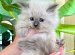 Ragdoll  Female - Ragdoll Kitten For Sale - Orlando, FL, US