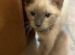 QUEENS BLUE POINT MANX - Siamese Kitten For Sale - Bryan, TX, US