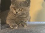 Asher - Scottish Straight Kitten For Sale - Bartlett, IL, US