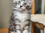 Joey - Maine Coon Kitten For Sale - Russellville, MO, US