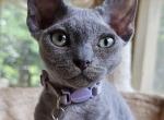 Little thing - Devon Rex Kitten For Sale - Williamsburg, VA, US