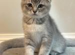 Scottish Fold - Scottish Fold Kitten For Sale - Hemby, NC, US