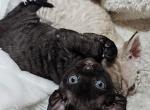 Bento - Devon Rex Kitten For Sale - Williamsburg, VA, US