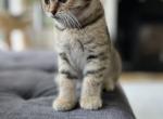 Sienna - Scottish Fold Kitten For Sale - Prior Lake, MN, US