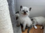 Female Chocolate All Pointed Ragdoll - Ragdoll Kitten For Sale - New York, NY, US