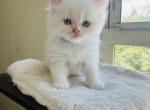 Persian kittens - Persian Kitten For Sale - Paterson, NJ, US