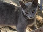 Sterling - Domestic Kitten For Sale - Palmdale, CA, US
