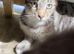 Tuna - Domestic Kitten For Sale - Palmdale, CA, US