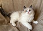 Purebred Ragdoll kittens - Ragdoll Cat For Sale - Anaheim, CA, US