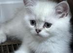 Cute - Scottish Straight Kitten For Sale - 