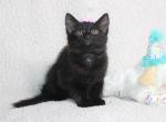 Stella - Bombay Kitten For Sale - Kansas City, MO, US
