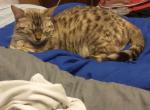 Coco's litter - Bengal Kitten For Sale - Escanaba, MI, US