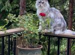 Kera - Maine Coon Cat For Sale - Colfax, CA, US