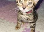 Dark Pink - Bengal Kitten For Sale - Tallahassee, FL, US