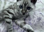 Petite Snow Lynx Bengal - Bengal Kitten For Sale - 