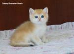 Elisey Shantaren Shakh ny12 - British Shorthair Kitten For Sale - San Francisco, CA, US