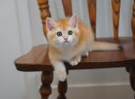 Denny Shantaren Shakh  ny12 Color - British Shorthair Kitten For Sale - San Francisco, CA, US