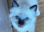 Male Mitted and Socked Chocolate Point Ragdoll - Ragdoll Kitten For Sale - New York, NY, US