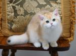 Shantaren Shakh Celine ny12 color - British Shorthair Kitten For Sale - San Francisco, CA, US