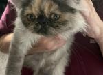 Grayriley - Persian Cat For Sale - Tulsa, OK, US