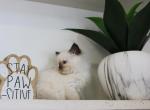 Dash - Ragdoll Kitten For Sale - Guys Mills, PA, US