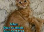 Triton The Little Mermaid Litter - Maine Coon Kitten For Sale - Kingman, AZ, US