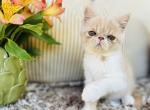 ESH babies - Exotic Kitten For Sale - TX, US