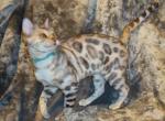 REDUCED READY Amazing Male Silver Bengal Kitten - Bengal Kitten For Sale - MI, US