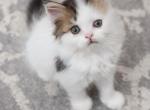 P A S C A L - Scottish Straight Kitten For Sale - Fontana, CA, US