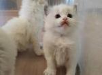 Bicolor Kitten Male - Ragdoll Kitten For Sale - Westborough, MA, US