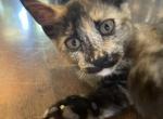 Milly - Domestic Kitten For Adoption - Windsor, CO, US