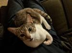 Latte - Domestic Cat For Adoption - Hyattsville, MD, US