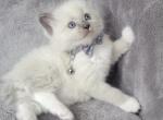 Bueatiful Ragdoll Boy - Ragdoll Kitten For Sale - Southwick, MA, US