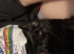 Zorro - Bombay Cat For Adoption - Kaukauna, WI, US