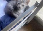 May - Domestic Kitten For Sale - Bossier City, LA, US